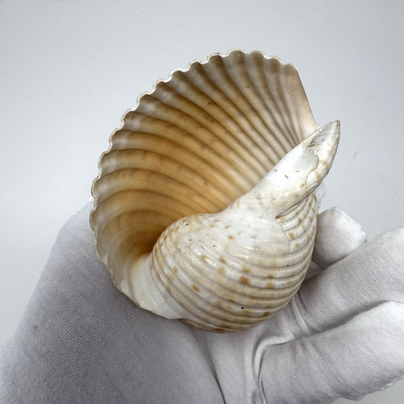 Lot of 3 Unique Seashells – Spiral Turritella, Moon Snail & Round Shell - Picture 12 of 14